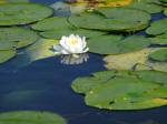 Lilly Pads in bloom!