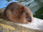 Muskrat enjoying a nap.