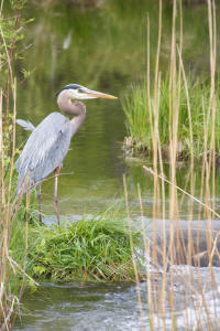 Blue Heron fishing in Bob Creek