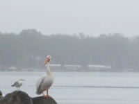 Now we know why they call it 'Pelican Point!'