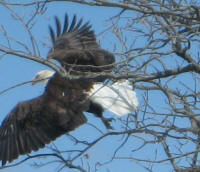 Eagles on Knollwood Beach taken by Roger Greenley on April 17th