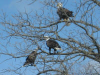 Eagles on Knollwood Beach taken by Roger Greenley on April 17th