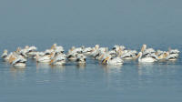 Pelicans in front of Broadwater (Photo by Anne Peltier)