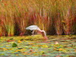 A mixture of signs of fall around Pelican Lake with plenty of activities to keep things interesting!!