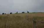 A mixture of signs of fall around Pelican Lake with plenty of activities to keep things interesting!!