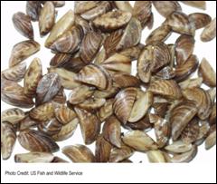 Zebra mussels