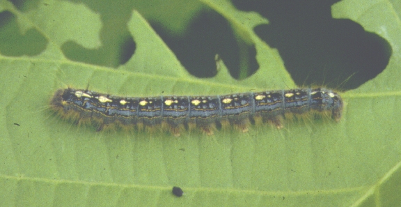 Forest Tent Caterpillar