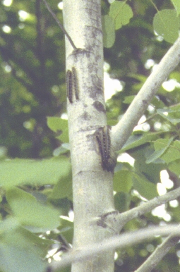 Forest Tent Caterpillar