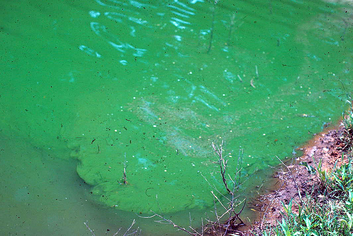 Blue-Green Algae